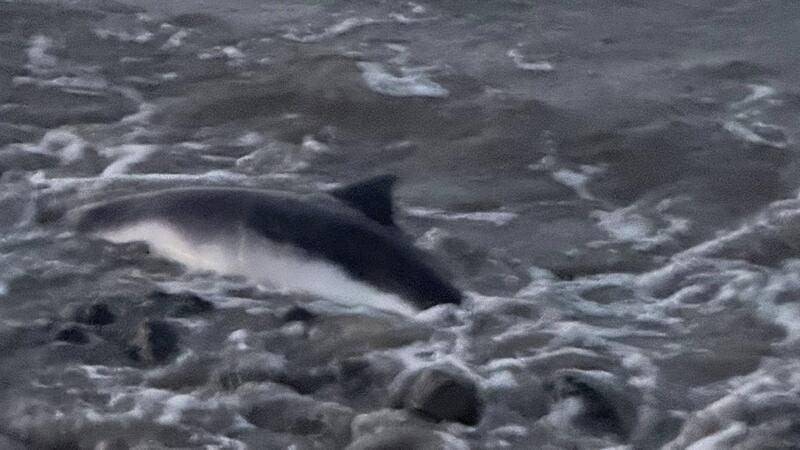 Die Feuerwehr Grünendeich musste einen toten Schweinswal aus der Lühe bergen.