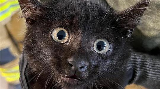 Die Feuerwehr Stade hat eine junge Katze aus dem Motorraum eines Pkw gerettet.