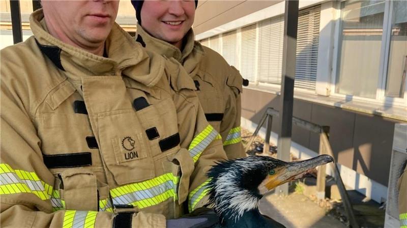 Verletzter Kormoran pickt gegen Tür von Notaufnahme Die Feuerwehr rettet auch regelmäßig Tiere in Not.