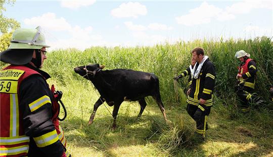 Die Feuerwehr rettete am Mittwoch ein junges Rind, das im Uferschlamm der Oste feststeckte. Fotos: Rolf Hillyer-Funke/Feuerwehren Samtgemeinde Oldendorf-Himmelpforten