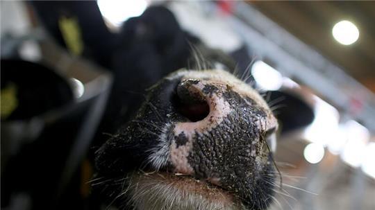 Die Feuerwehr rettete die beiden Kühe. (Symbolbild)