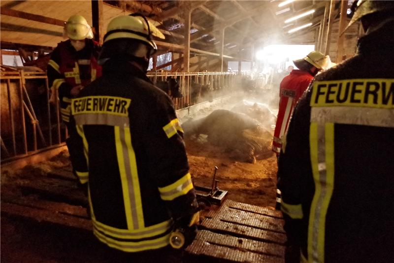 Die Feuerwehrleute befreien die Kühe aus ihrer misslichen Lage. Foto: Rolf Hillyer-Funke / Feuerwehren Samtgemeinde Oldendorf- Himmelpforten