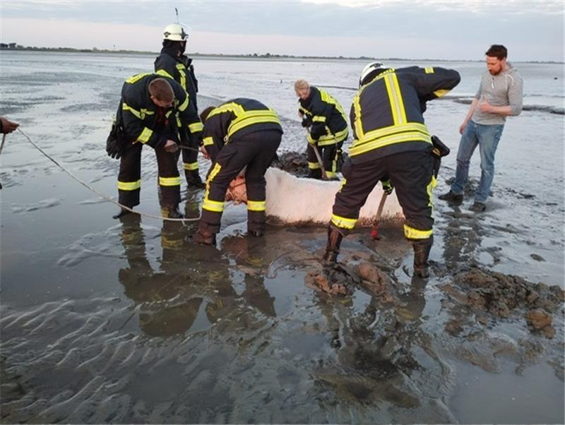 Die Feuerwehrleute versuchen, eines der Rinder aus dem Schlick zu befreien. Foto: Feuerwehr