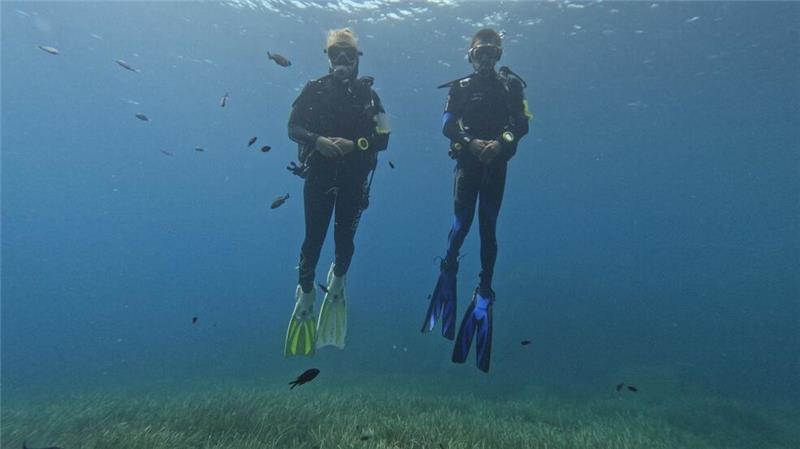 Die Fische scheinen Taucher anhand von Farbmerkmalen ihrer Ausrüstung zu erkennen.
