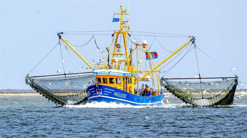 Warum die Krabbensaison an der Nordsee schlecht läuft Die Fischer hoffen, dass sich die Fangquoten noch bessern. (Archivfoto)