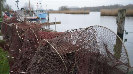 Die Fischer vertrauten darauf, dass die festgelegten Fangmengen nachhaltig seien. (Symbolbild)