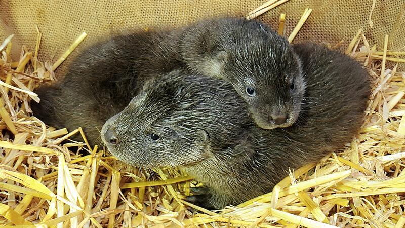 Putziger Fischotternachwuchs im Wildpark Schwarze Berge sucht Namen Die Fischotterbrüder sind noch namenlos.