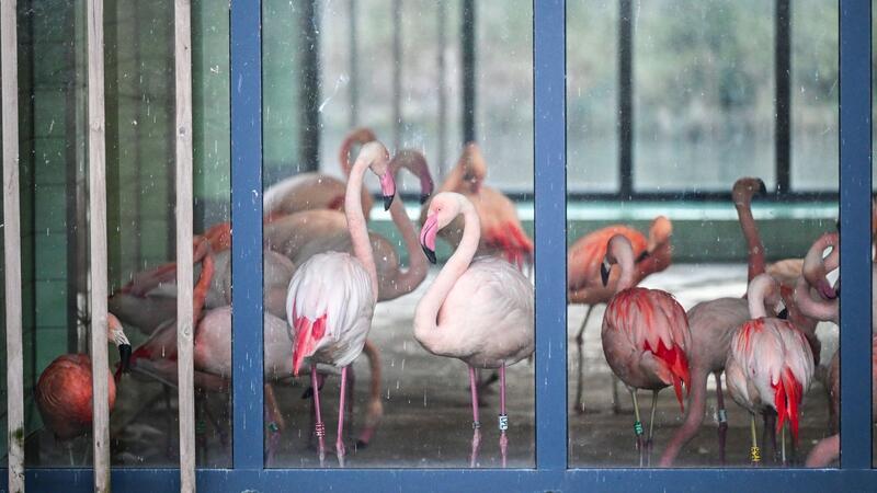Rutschgefahr: Zoo schützt Tiere vor Eis und Glätte Die Flamingos im Zoo Berlin sind während der aktuellen Minusgrade in einem Stall untergebracht. Mit ihren grazilen Beinen könnten sich die Tiere an scharfkantigem Eis Verletzungen zuziehen oder ausrutschen.