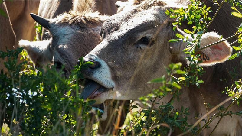 Die Fleischerzeugung hat einen erheblichen Einfluss auf Frankreichs CO2-Fußabdruck (Archivbild).