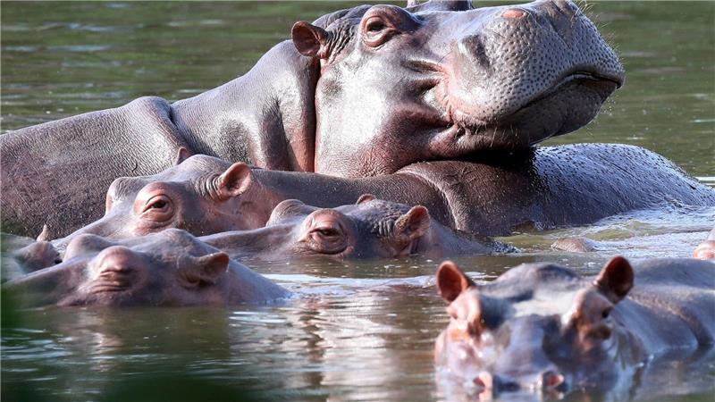 Die Flusspferde in Kolumbien pflanzen sich kräftig fort. (Archivbild) 