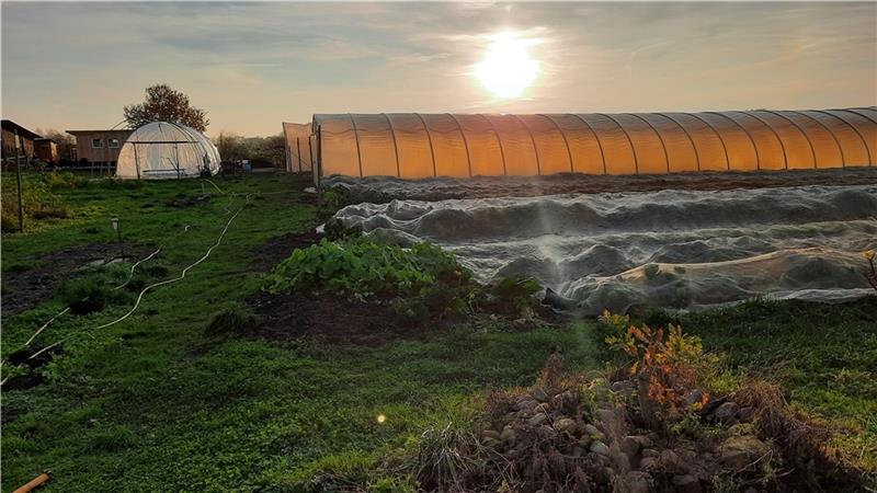 „Solawi“ startet ins Gemüse-Jahr Die Folientunnel in Ahrenswohlde funktionieren wie ein unbeheiztes Gewächshaus. Das ganze Jahr über gibt es hier etwas zu ernten. Fotos: Solawi