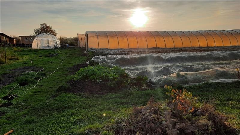 Die Folientunnel in Ahrenswohlde funktionieren wie ein unbeheiztes Gewächshaus. Das ganze Jahr über gibt es hier etwas zu ernten. Fotos: Solawi