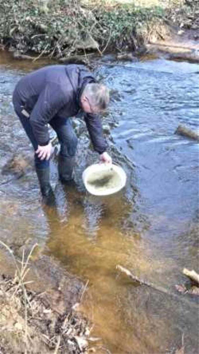 Gefährdete Fische: Stader Angler setzen über 140.000 Forellen aus Die Forellenbrut wird in der Oberschwinge ausgesetzt.