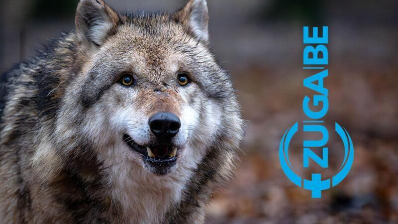 Beschwerde der Wolfsfreunde: Presserat tadelt das TAGEBLATT Die Frage nach dem Umgang mit dem Wolf im Landkreis Stade ist ein emotionales Thema.