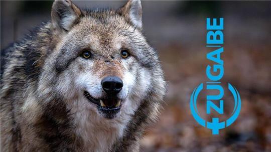 Die Frage nach dem Umgang mit dem Wolf im Landkreis Stade ist ein emotionales Thema.