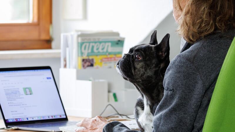 Die Französische Bulldogge Klärchen vom Münchhof im Büro der Werbeagentur media4nature auf dem Schoß einer Mitarbeiterin.