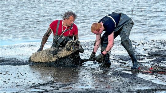 Die Freiwilligen Feuerwehr Fliegenberg-Rosenweide eilte zur Rettung der im Schlick eingesunkenen Tiere.