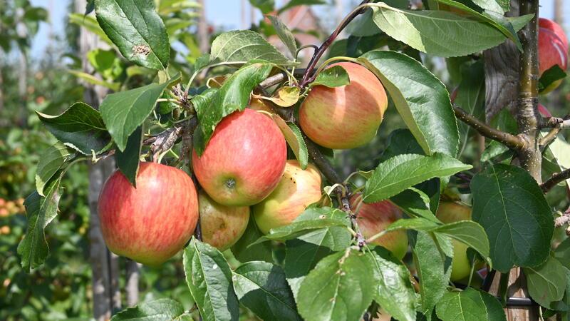 Apfelernte: Diese neuen Frühsorten prickeln wie Champagner Die Frühäpfel zeichnen sich durch einen guten Geschmack aus.