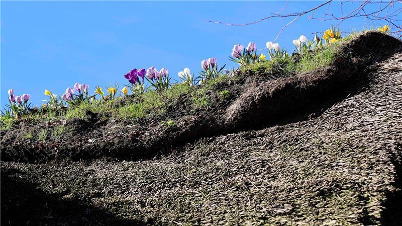Die Frühblüher wachsen in den Grassoden, die auf dem First liegen.