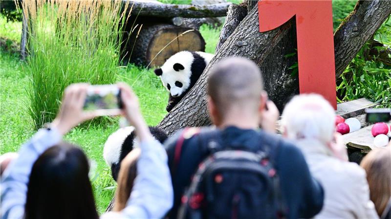 Party bei den Pandas: Leni und Lotti werden ein Jahr Die Geburt der beiden war ein seltenes Ereignis.
