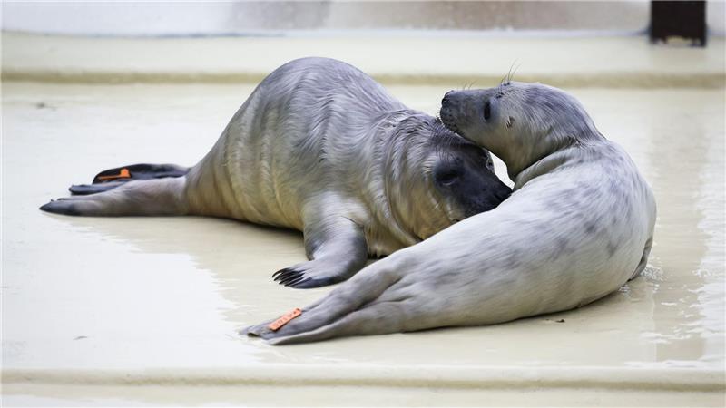 Die Geburtenzeit der Kegelrobben ist noch im vollen Gange.