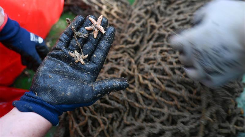 Netze geistern durch die Nordsee – Diese Taucher bergen sie Die Geisternetze sind für Meereslebewesen eine tödliche Falle.
