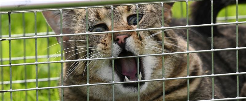 Die Gemeinde Jork will die Vermehrung der Katzen durch eine Verordnung eindämmen. Foto: Carsten Rehder/dpa