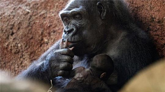 Die Gorilla-Dame Kijivu kümmert sich um ihr Kind.