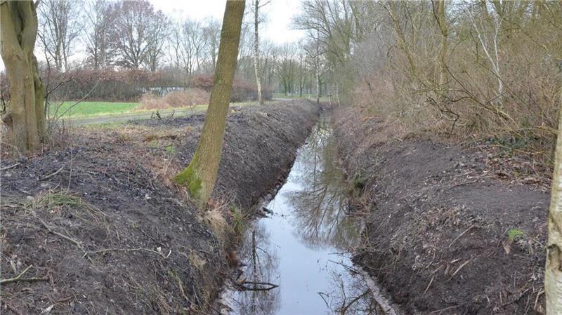 Tausende tote Fische treiben in Graben vor dem Vörder See Die Gräben wurden großzügig mit Maschinen freigeräumt.