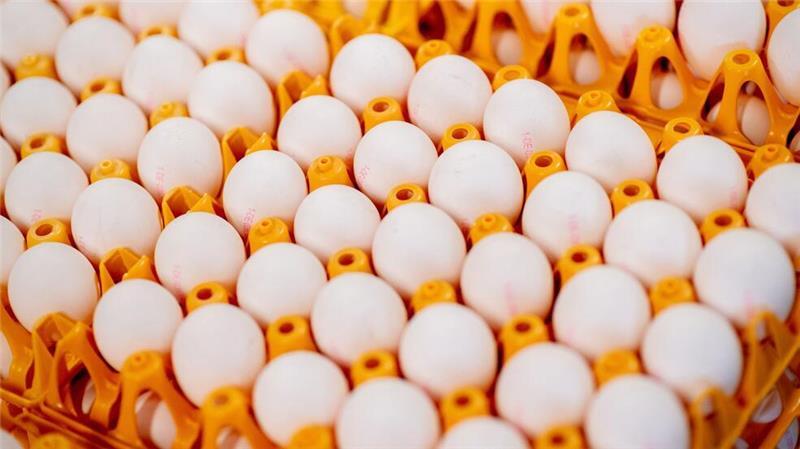 Die Großhandelspreise für Eier steigen - beim Verbraucher kommt das aber vorerst nicht an. (Symbolfoto)