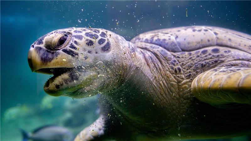 Die Grüne Meeresschildkröte Ernie lebt mit Haien in einem Wasserbecken im Aquarium Wilhelmshaven. (Archivbild)