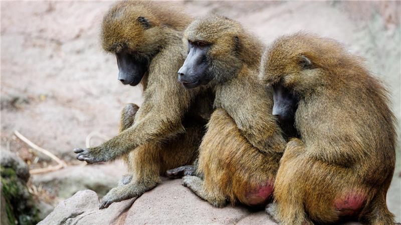 Die Gruppe der Guinea-Paviane ist auf 45 Tiere angewachsen und damit zu groß für das Gehege.