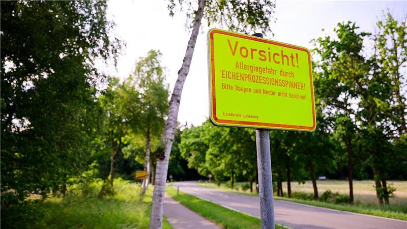 Die Haare des Eichenprozessionsspinners können zu Hautausschlägen führen. Mit winzigen Fadenwürmern wird der Schädling vielerorts bekämpft.