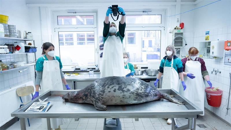 Die Häufung von Todesfällen von Kegelrobben an der Küste Rügens im Herbst 2024 ist Gegenstand einer bevorstehenden Gerichtsverhandlung. (Archivbild)