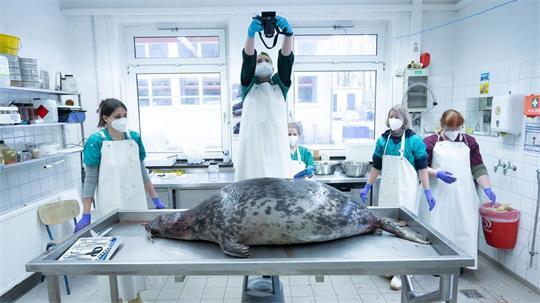 Die Häufung von Todesfällen von Kegelrobben an der Küste Rügens im Herbst 2024 ist Gegenstand einer bevorstehenden Gerichtsverhandlung. (Archivbild)