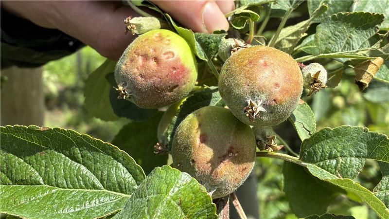 Extremwetter: Hagel richtet Millionenschaden im Alten Land an Die Hagelkörner haben Dellen in den Äpfeln hinterlassen, sie können im Herbst nicht mehr als Tafelobst vermarktet werden.