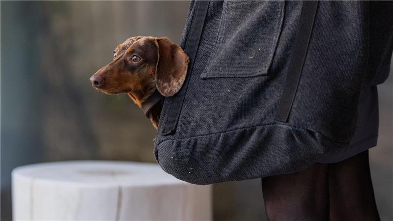 Die Haltung eines Hundes geht ins Geld. (Symbolbild)