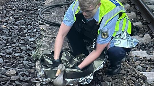 Die Hamburger Bundespolizei rückte nachts zu einer Tierrettung in der Nähe des Bahnhofs Dammtor aus.