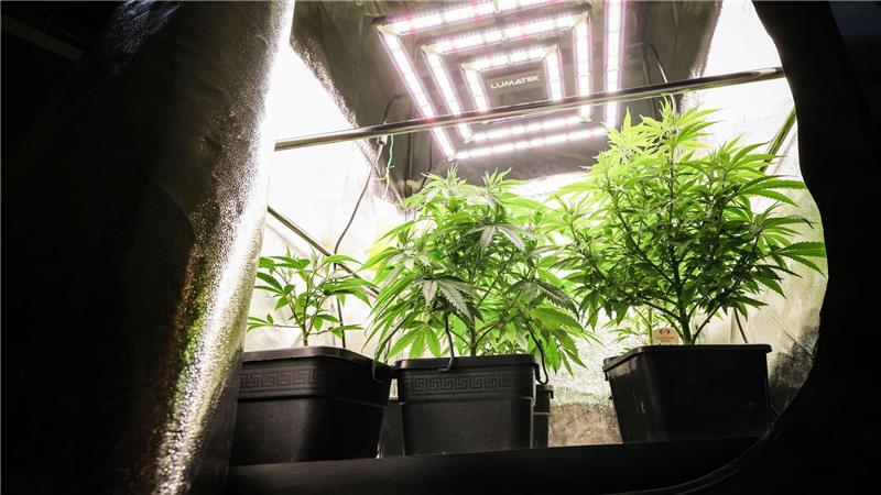 Die Hamburger CDU sieht ein Missverhältnis bei Kosten und Nutzen der Cannabislegalisierung. (Archivbild) 