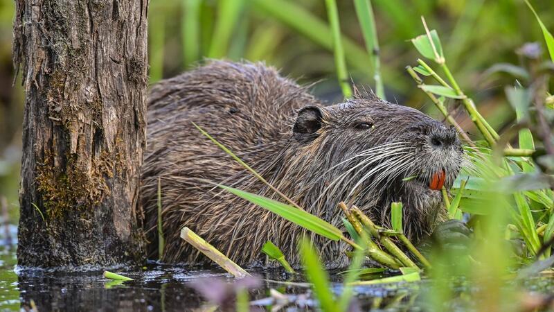 Die Hamburger Umweltbehörde weitet die Jagdgebiete für Nutrias aus. (Archivbild)