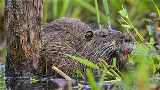 Die Hamburger Umweltbehörde weitet die Jagdgebiete für Nutrias aus. (Archivbild)
