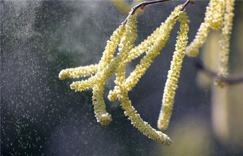 Die Hasel blüht und setzt Pollen frei.