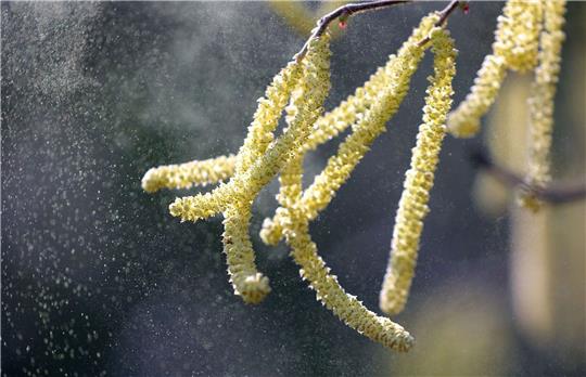 Die Hasel blüht und setzt Pollen frei.