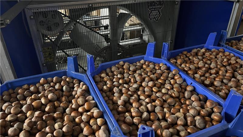 Altländerin ist Pionierin beim Haselnussanbau – Manufaktur eröffnet Die Haselnüsse werden mit warmer Luft aus dem Apfellager getrocknet.
