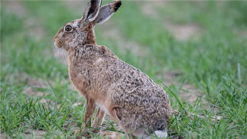 Auch Menschen können an Hasenpest erkranken Die Hasenpest endet für Hasen und Kaninchen oft tödlich - aber auch Menschen können erkranken. (Archivbild)