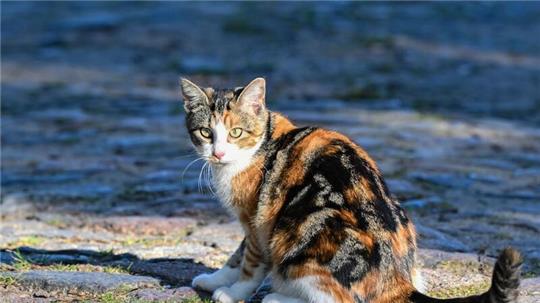 Die Hauskatze gelangte vor mehr als 2000 Jahren über den Nahen Osten nach Europa.