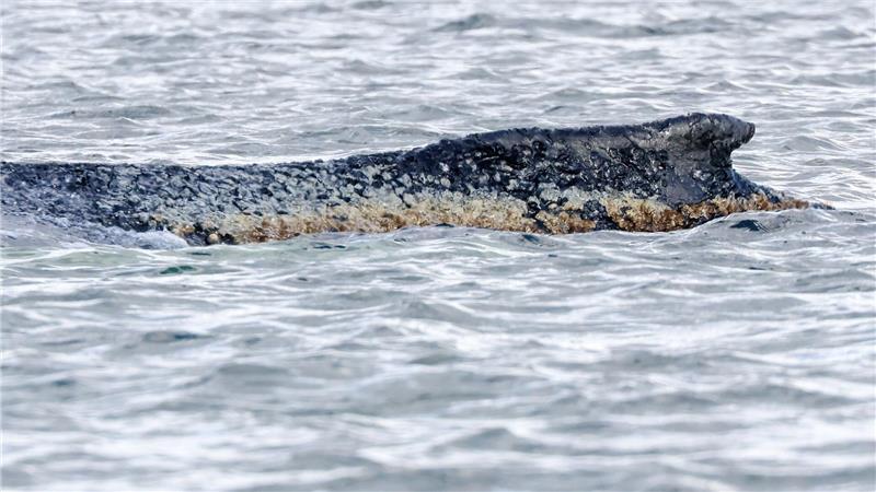 Demos & Connor im Shitstorm: Woher kommt die Wut um den Wal? Die Haut des Buckelwals ist geschädigt. (Archivbild)