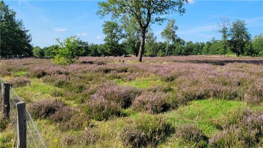 Die Heide blüht rotviolett.