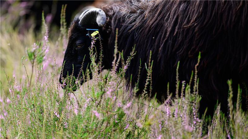 Die Heideblüte lockt auch die Heidschnucken an.