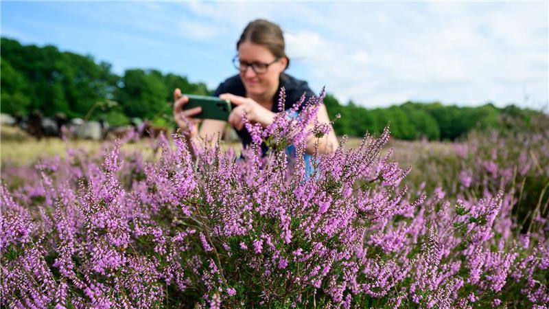 Die Heideblüte lockt jedes Jahr viele Urlauber und Tagesgäste in die Region.